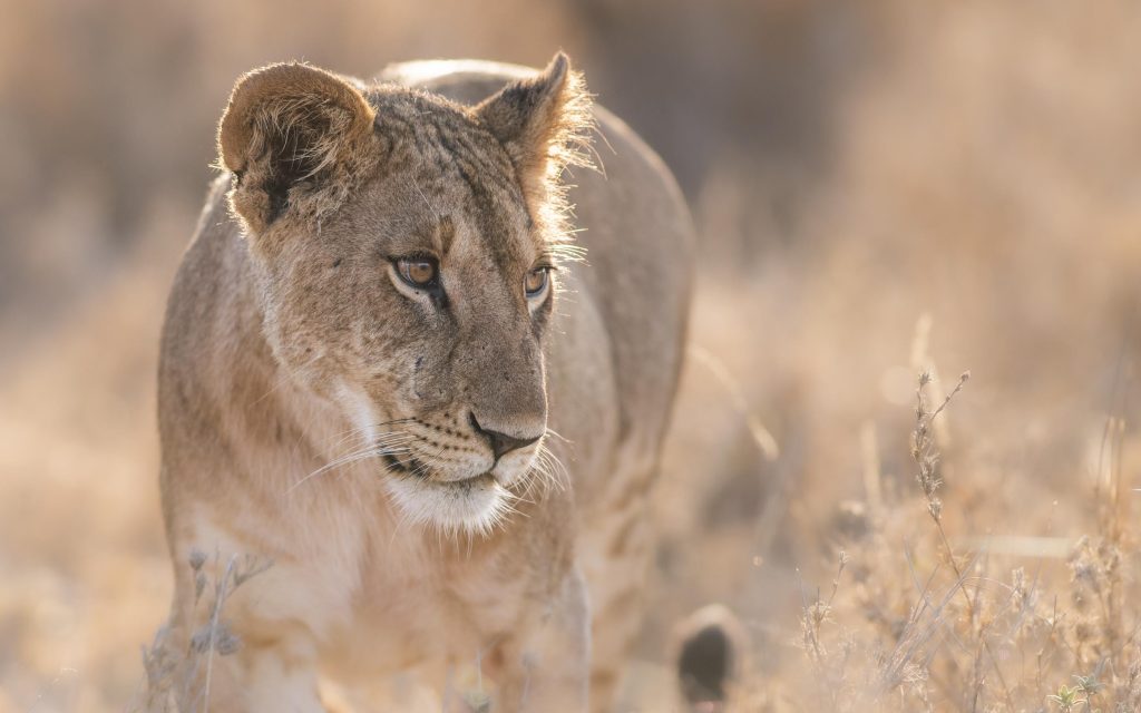 Luxury Kenyan Adventure 12 422bddf80cab7f8c39e7f896eca7394e Louise and Scott at Hays Travel
