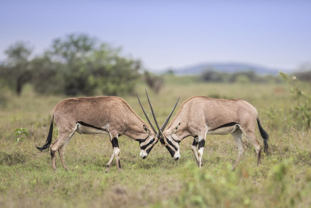 Luxury Kenyan Adventure 13 4d4b9623331a77ea455e64faeb5aa0b8 Louise and Scott at Hays Travel