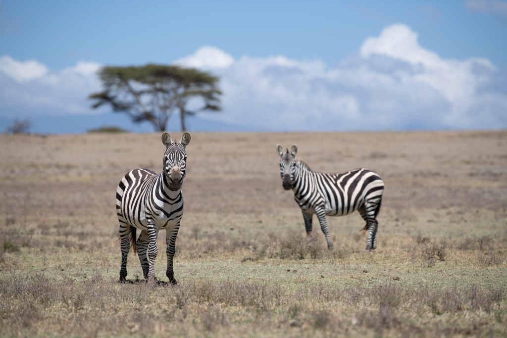Luxury Kenyan Adventure 8 e79fd612edc939e9b5826c6b5a9322ac Louise and Scott at Hays Travel