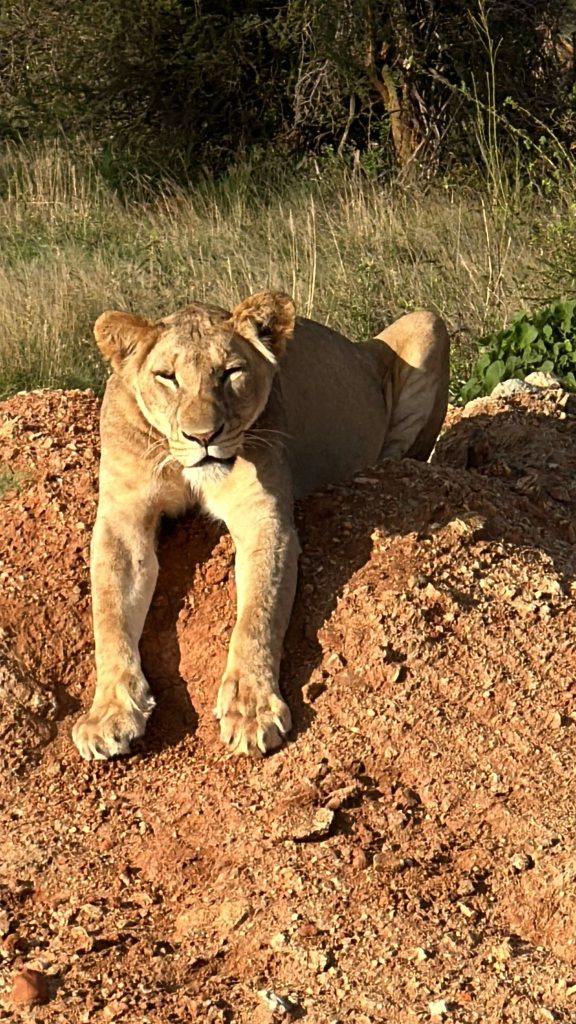 Amazing Baby Cheetah Safari & Beach Bliss 2025 7 WhatsApp Image 2024 11 29 at 18.48.18 1 Louise and Scott at Hays Travel