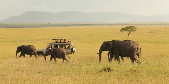 Amazing Baby Cheetah Safari & Beach Bliss 2025 3 ad9513e5db1cb2183125fce6c3dc701d Louise and Scott at Hays Travel