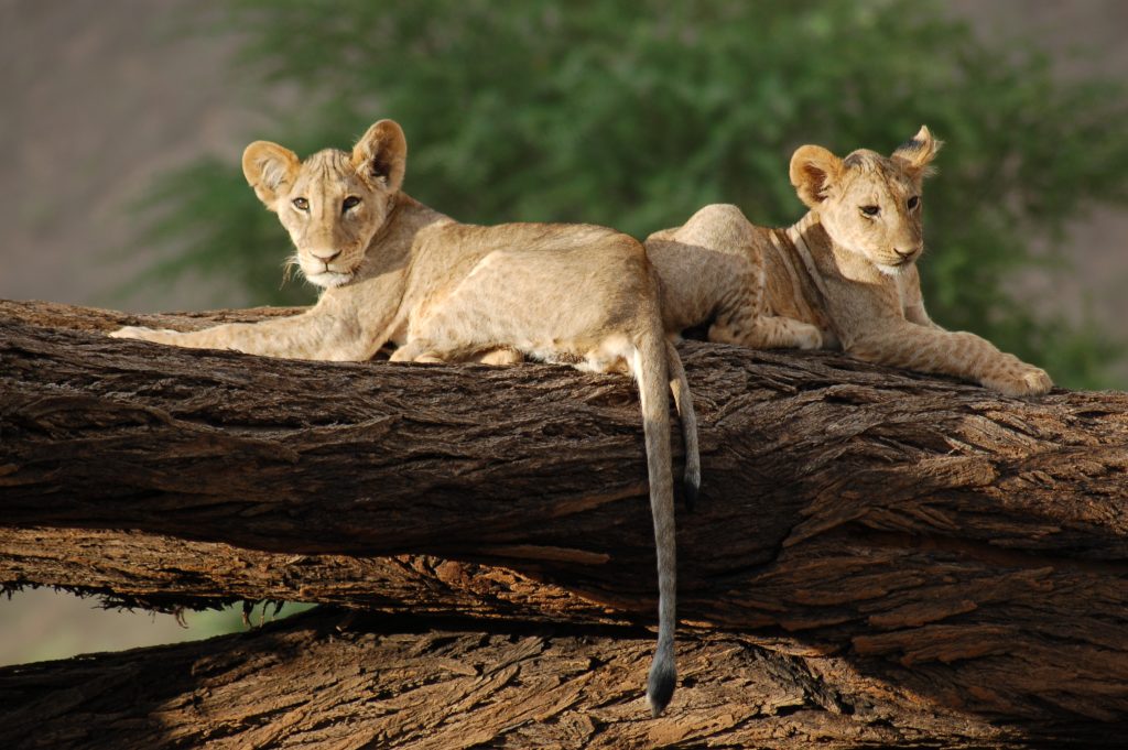 10 Nights Discovering Thrilling Kenya’s Wildlife & Shores 1 Kenya Safari