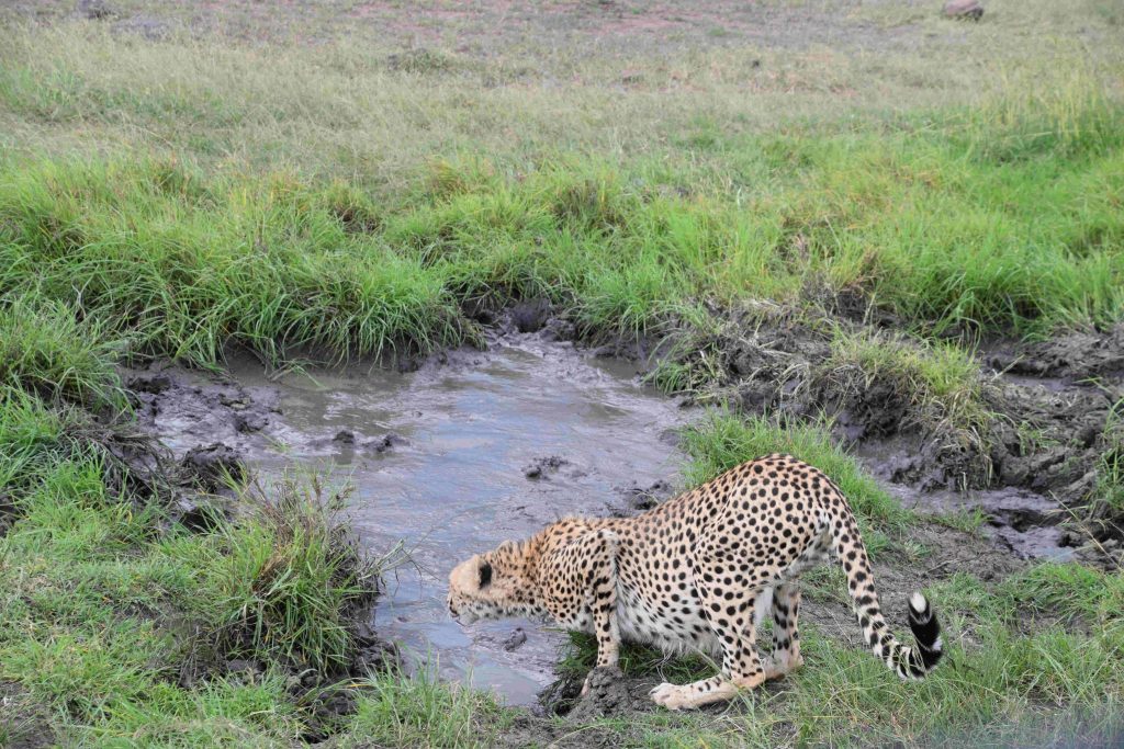 Wonderful Kenya Wildlife & Beach Your Dream 10-Night Escape Awaits 4 492981514 2441916159494735 7590249912109584272 n Louise and Scott at Hays Travel