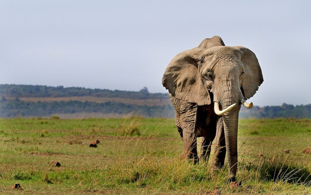 Wonderful Kenya Wildlife & Beach Your Dream 10-Night Escape Awaits 6 493134372 2441916112828073 1513515809441055771 n Louise and Scott at Hays Travel
