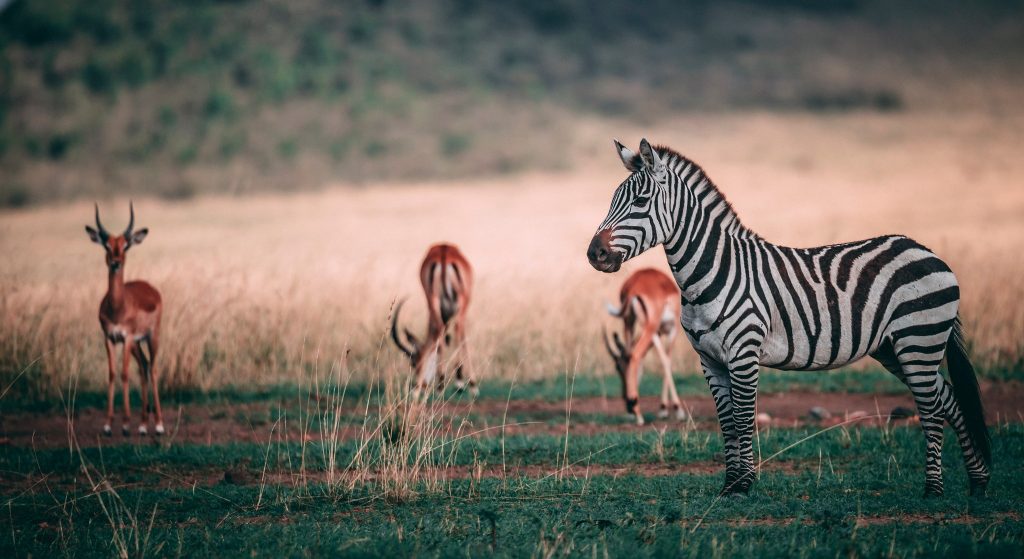 Wonderful Kenya Wildlife & Beach Your Dream 10-Night Escape Awaits 3 494648861 2441916336161384 7345495028778208686 n Louise and Scott at Hays Travel