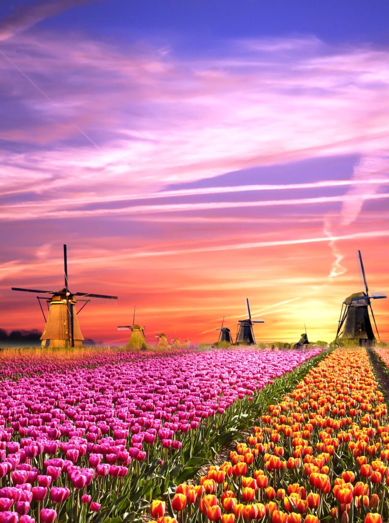 Luxury Travel Escape to the delightful Dutch Bulb Fields Springtime Colours From £905pp 2 𝐃𝐮𝐭𝐜𝐡 𝐁𝐮𝐥𝐛𝐟𝐢𝐞𝐥𝐝𝐬