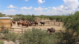 Amazing Tombstone Ranch & Scottsdale – Arizona Family Adventure! From £1889pp 6 496296886 2510782475933559 7180845040067960770 n Louise and Scott at Hays Travel