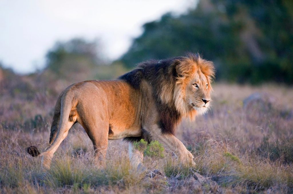11-Night Self-Drive Family Adventure in South Africa – Unforgettable Journeys Await! 1 Luxury Travel South Africa