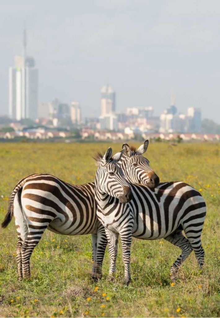 Unforgettable Safari Moments in Nairobi & Taita Hills from £2630 pp 6 Salt Lick Lodge