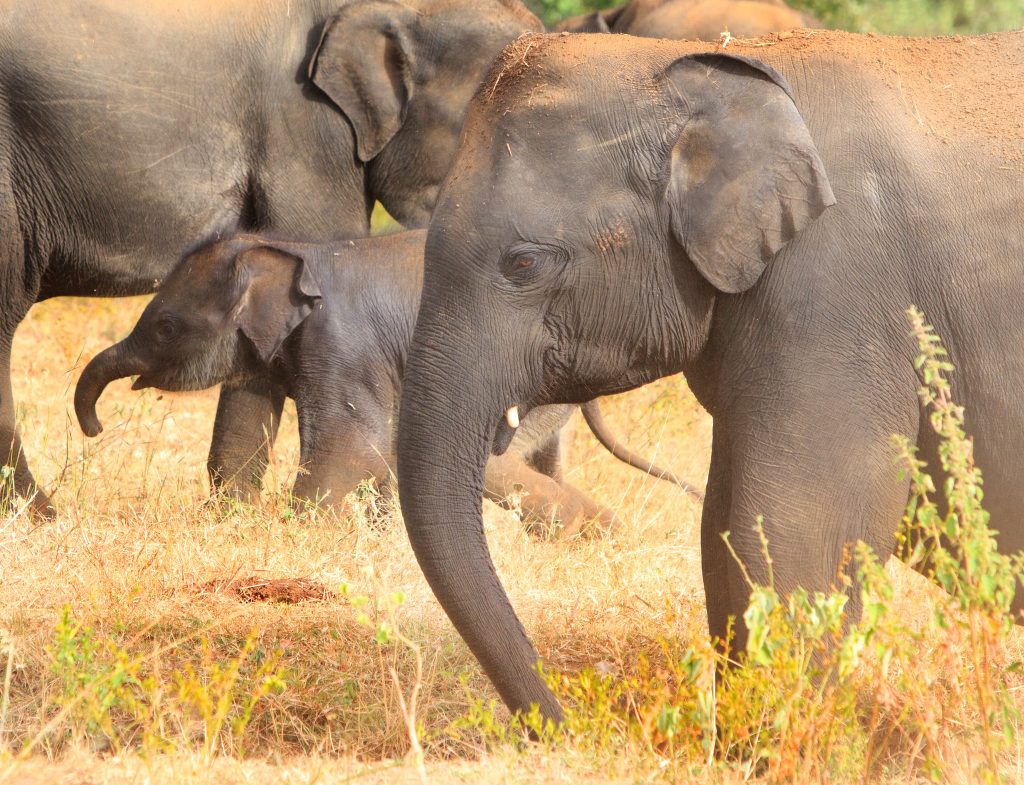 Outstanding 13-Night Sri Lanka and Maldives twin-centre holiday from £4,399pp 6 499931435 2459953021024382 4122142550234232706 n Louise and Scott at Hays Travel