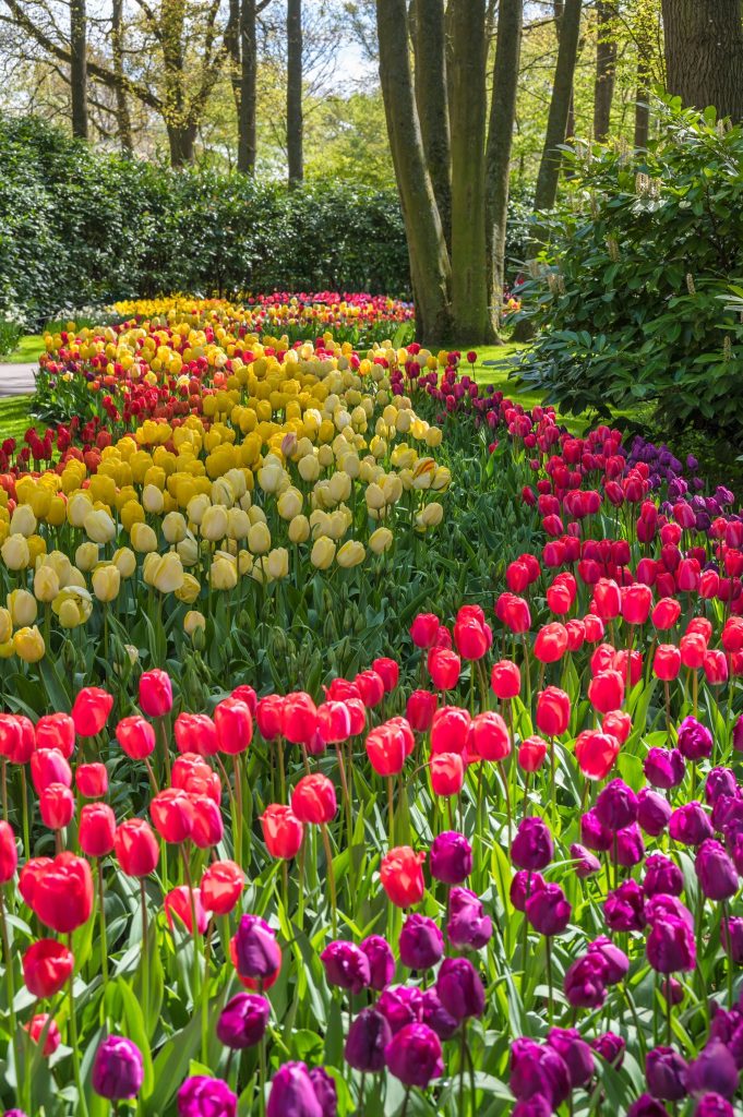 Luxury Travel Escape to the delightful Dutch Bulb Fields Springtime Colours From £905pp 9 Dutch Bulb Fields