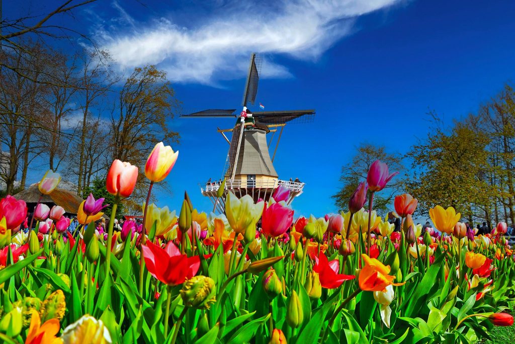 Luxury Travel Escape to the delightful Dutch Bulb Fields Springtime Colours From £905pp 4 500317760 3893868827610214 2271650883463571447 n 2 Louise and Scott at Hays Travel