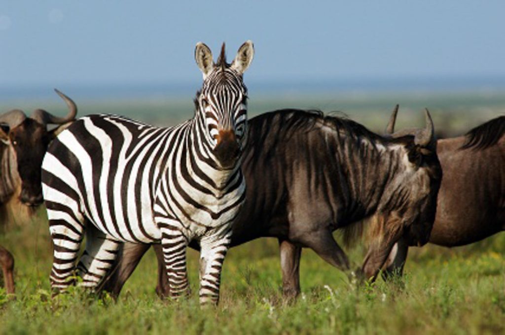 6 Nights in Tanzania: Exclusive Safari Adventure Awaits 6 bf0d29bc0f871100e21e1c64b1da6bcd Louise and Scott at Hays Travel