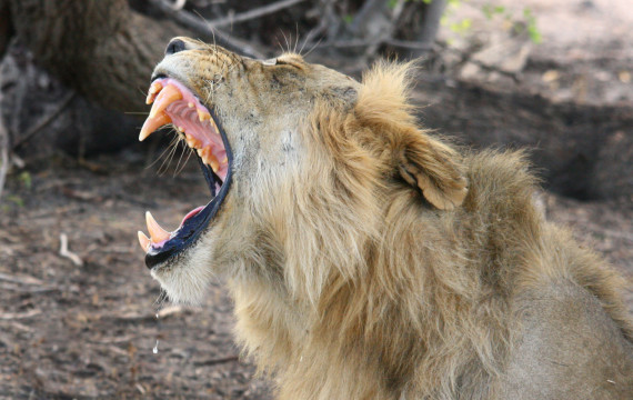 6 Nights in Tanzania: Exclusive Safari Adventure Awaits 4 tanzania safari