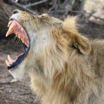 tanzania safari