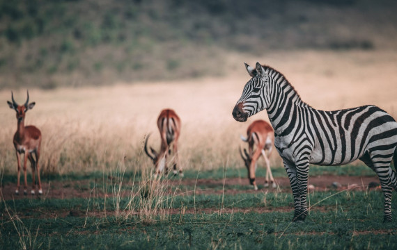 An Amazing Luxury Kenyan Wildlife & Beach Escape from £7499 per person 4 dpzcrop 3 Louise and Scott at Hays Travel