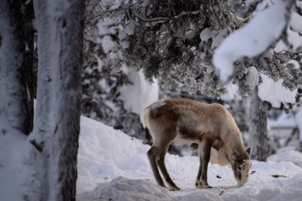 Amazing True Lapland 2026 – Now on Sale! 10 485752136 10171281134655293 2502202056792730228 n Louise and Scott at Hays Travel