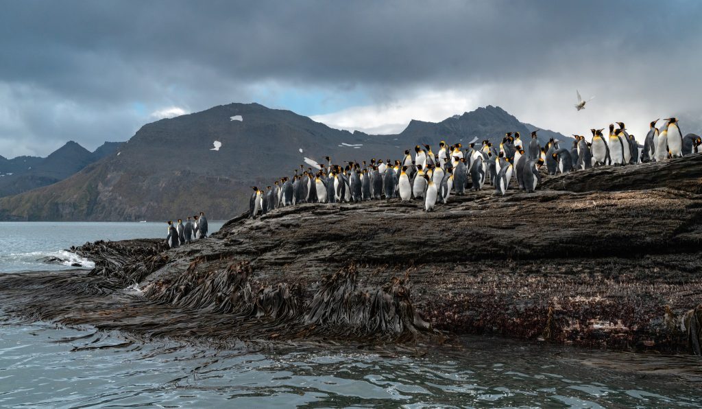 Expedition Cruise Luxury Polar Adventure 2026 6 492937138 704198029172696 6028871811468783310 n Louise and Scott at Hays Travel