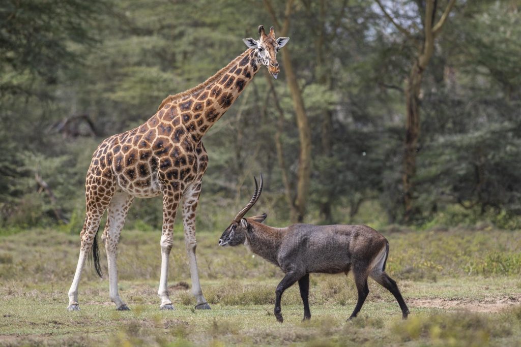 Safari Thrills & Beach Bliss: The Ultimate 10-Night Luxury Kenya Safari + Zanzibar Holiday from £6,799pp 4 495782653 2471656593187358 3159737797435546562 n 1 Louise and Scott at Hays Travel