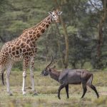 Safari