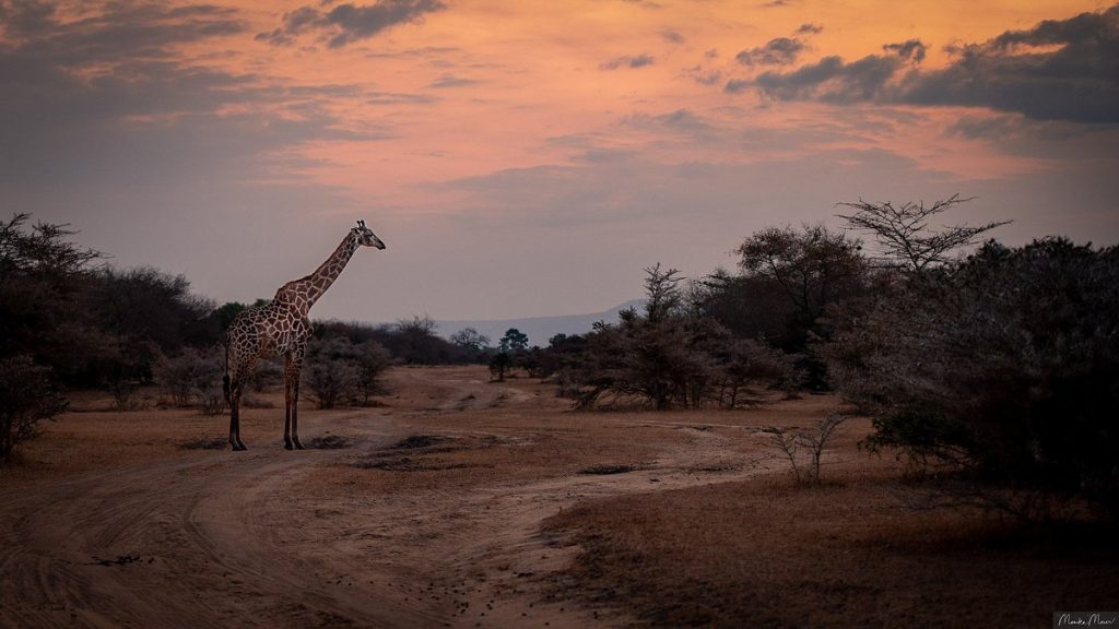 Amazing 6-Night Tanzanian Safari Holiday from £4,599 per person 8 499534134 2471659133187104 7007337783674428469 n Louise and Scott at Hays Travel