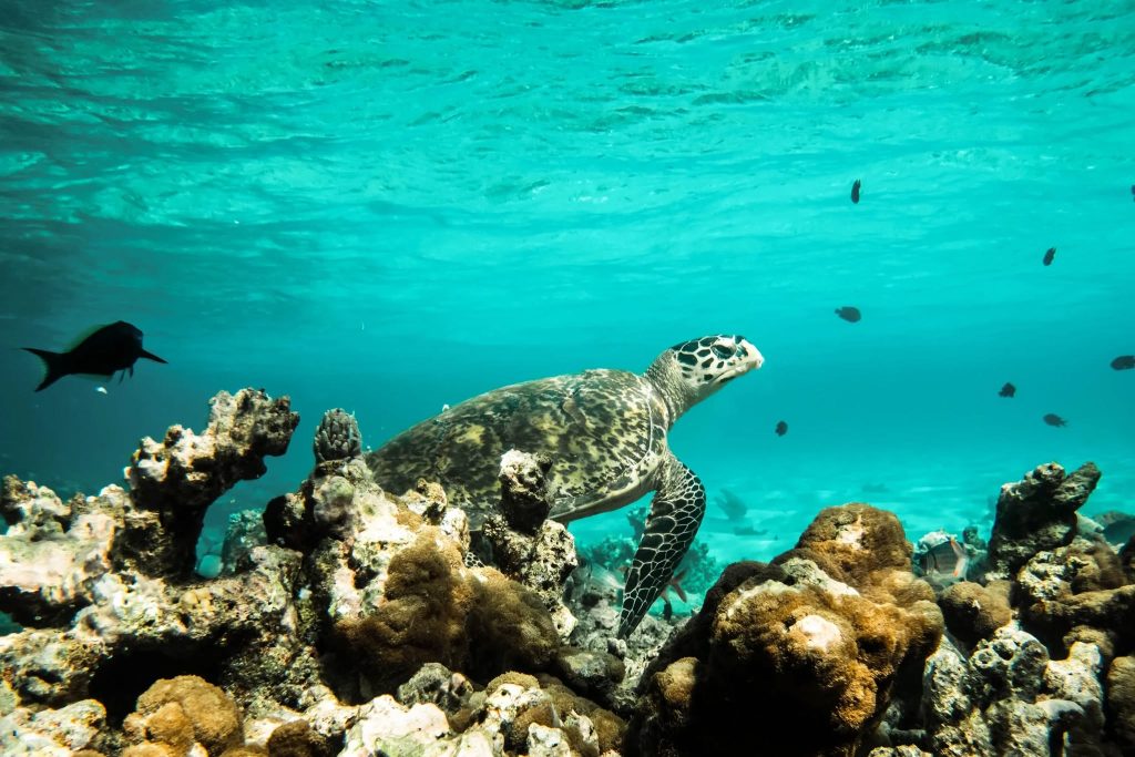 Constance Moofushi From £3089pp Luxury Travel Redefined - Your Unforgettable Maldives Adventure 8 501040857 2530275050650968 5519002190732564534 n Louise and Scott at Hays Travel