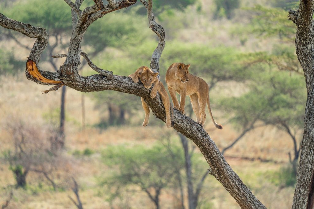 Amazing 6-Night Tanzanian Safari Holiday from £4,599 per person 3 502676695 2471659709853713 509144577466861054 n 1 Louise and Scott at Hays Travel