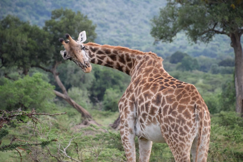 Safari Thrills & Beach Bliss: The Ultimate 10-Night Luxury Kenya Safari + Zanzibar Holiday from £6,799pp 5 502721714 2471656539854030 430935506878930474 n Louise and Scott at Hays Travel