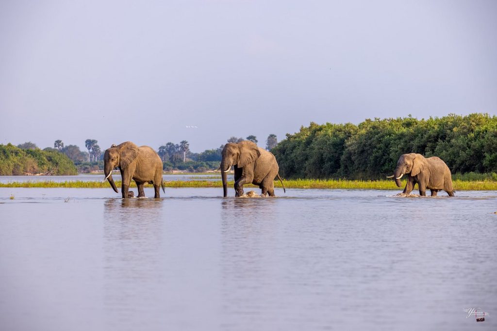 Amazing 6-Night Tanzanian Safari Holiday from £4,599 per person 5 503443630 2471659129853771 7127759824431006797 n 1 Louise and Scott at Hays Travel