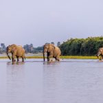 Tanzanian Safari