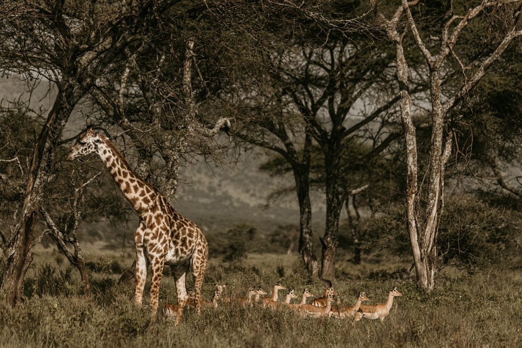 Amazing 6-Night Tanzanian Safari Holiday from £4,599 per person 4 503686817 2471659196520431 2499439053888460976 n Louise and Scott at Hays Travel