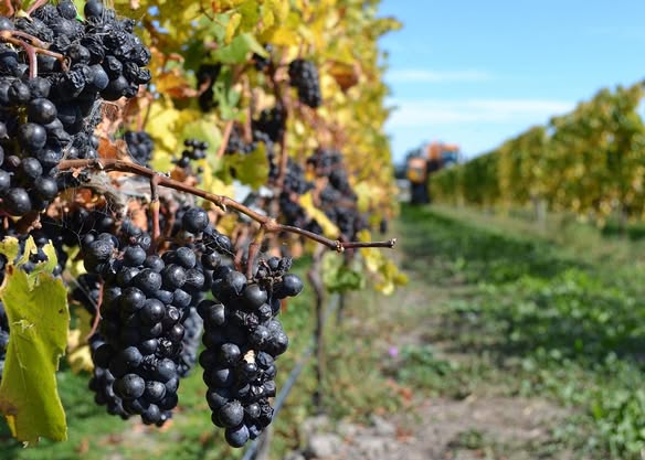 Luxury Wine Holidays with Louise and Scott from £4926pp 17 505140688 10164974275804688 3288763952933908556 n 1 Louise and Scott at Hays Travel