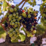 Wine Tasting