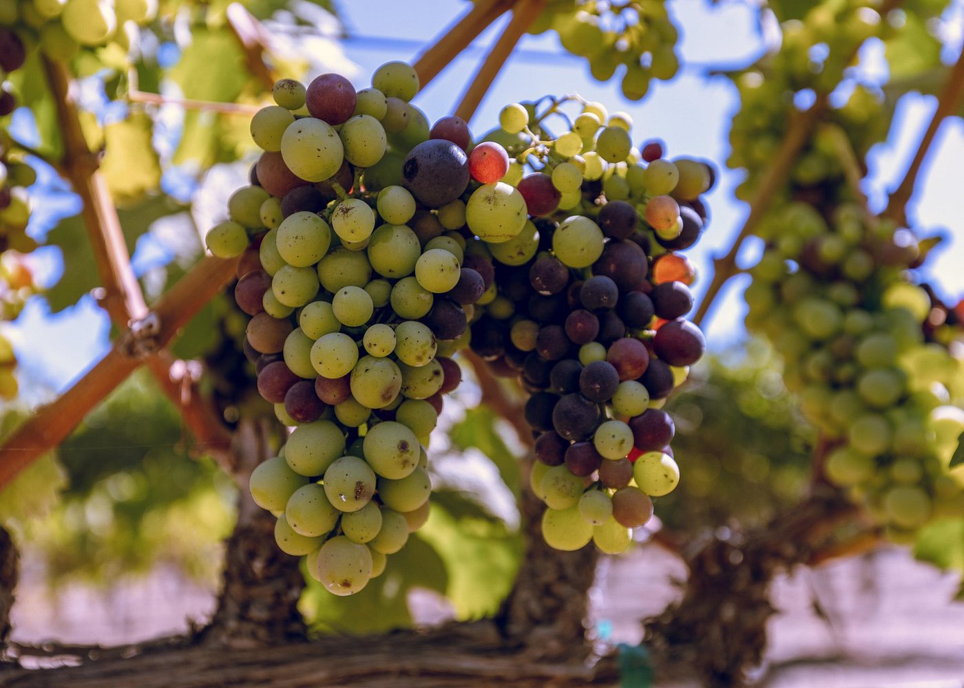Wine Tasting