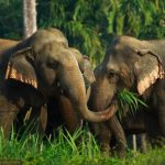 elephant hills
