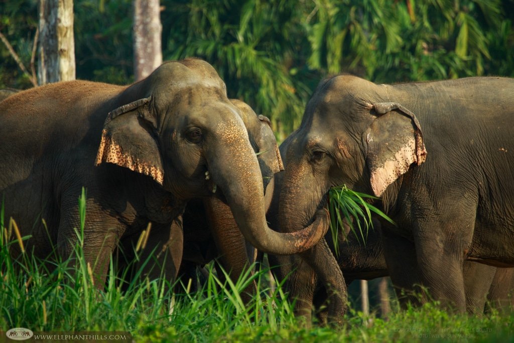 elephant hills