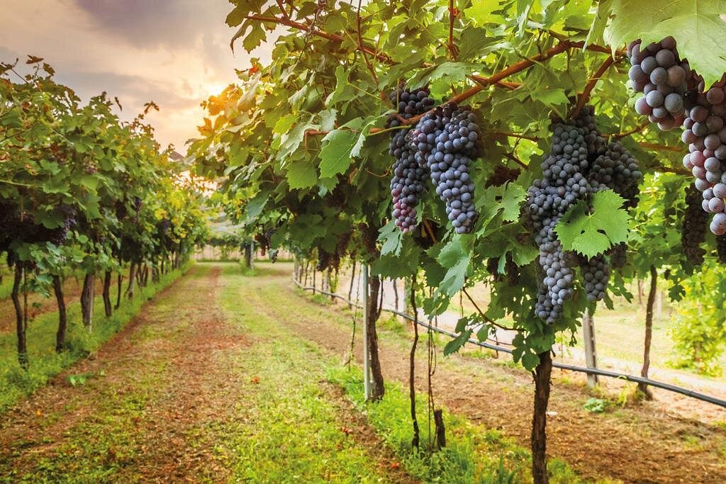 Tuscany & Rome Wine Discovery – Your Ultimate Italian Wine Tasting Adventure from £1589pp 10 506992773 10164997942814688 6878081631807663230 n Louise and Scott at Hays Travel
