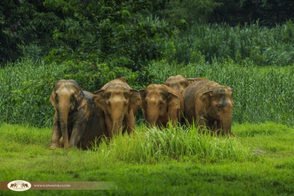 Discover Unforgettable Elephant Hills Encounters & Island Escapes From £1,656 per person 5 508773543 2545043142507492 7192213193514736888 n Louise and Scott at Hays Travel