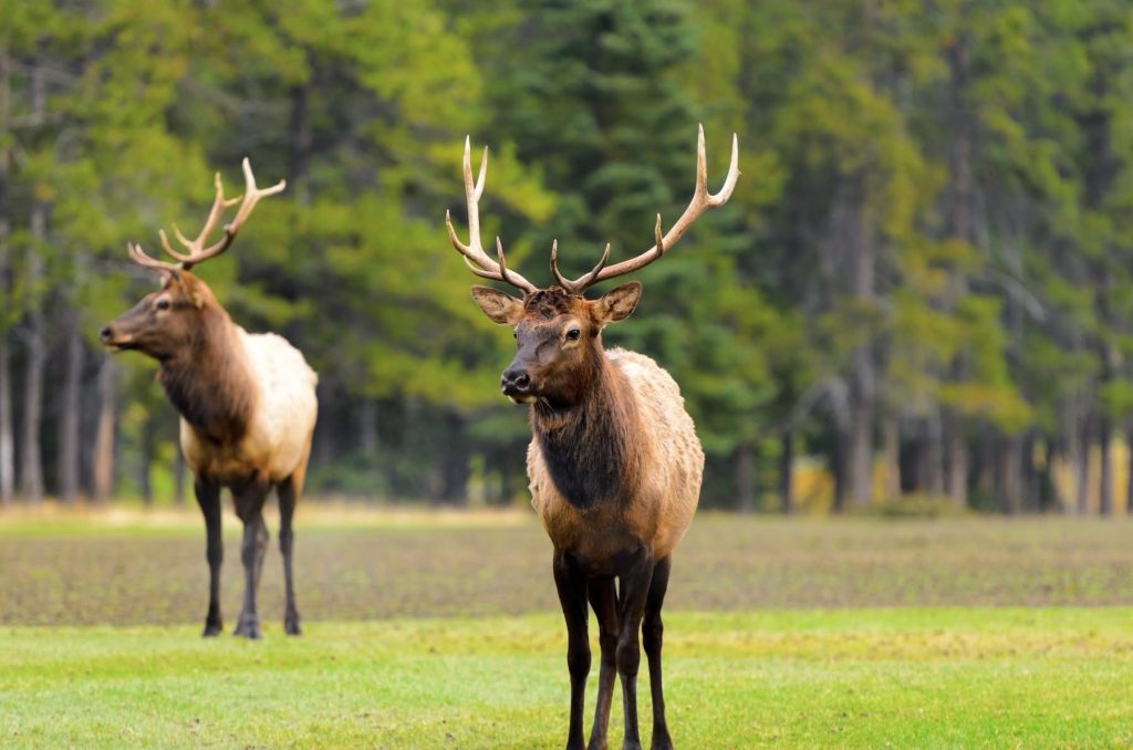 Explore the Canadian Rockies: An Amazing Journey Unlike Any Other From £2709 9 510781126 1912013616238014 4231183031255067017 n Louise and Scott at Hays Travel