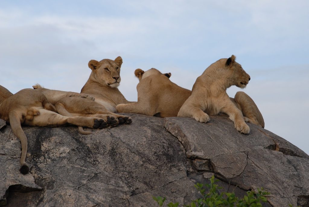 Tanzania & Zanzibar Escape: The Ultimate Luxury Escape From £6399 per person 4 72e0544ac77d9c7c5851038b0c51909a Louise and Scott at Hays Travel