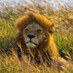 tanzania & zanzibar escape