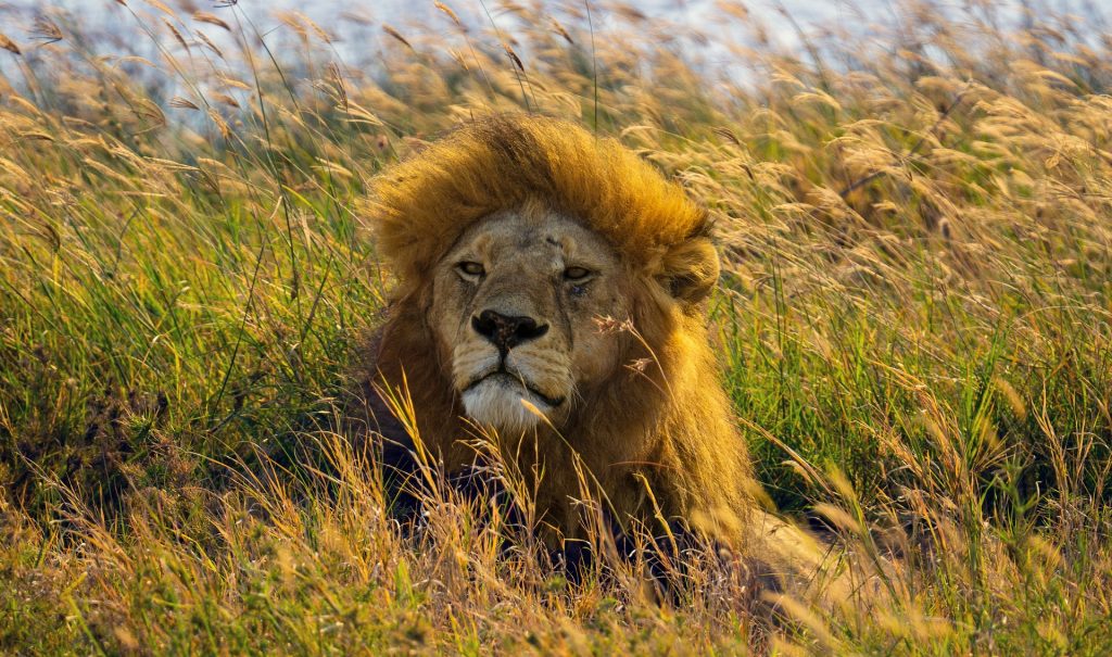 Tanzania & Zanzibar Escape: The Ultimate Luxury Escape From £6399 per person 6 7a0f9f1b986bf535bf88fb4d6607d9fc 2 Louise and Scott at Hays Travel