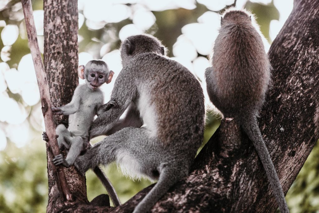 Luxury Tanzania Safari Adventure from £ 3,999 PP 9 96d9b80d02420cb04da2df18b6d24df9 Louise and Scott at Hays Travel