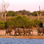 Botswana Safari