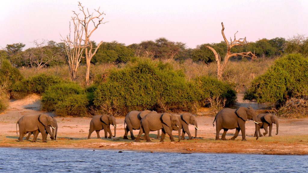 Victoria Falls & Botswana Unveiled: A 10‑Night Ultimate Safari Journey 11 ae3ea05150337de3855eedce05962c00 2 Louise and Scott at Hays Travel