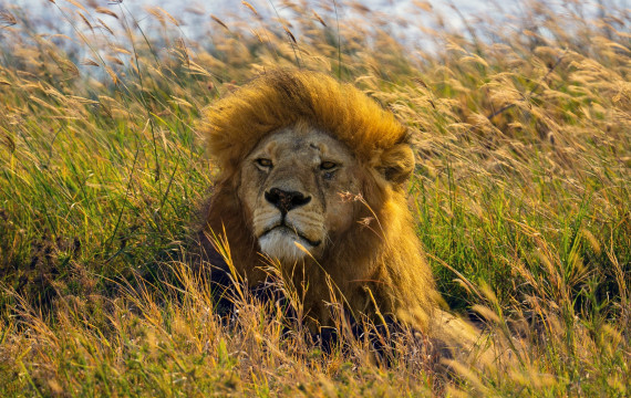 Luxury Tanzania Safari Adventure from £ 3,999 PP 3 dpzcrop 1 Louise and Scott at Hays Travel