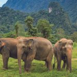 Elephant Hills