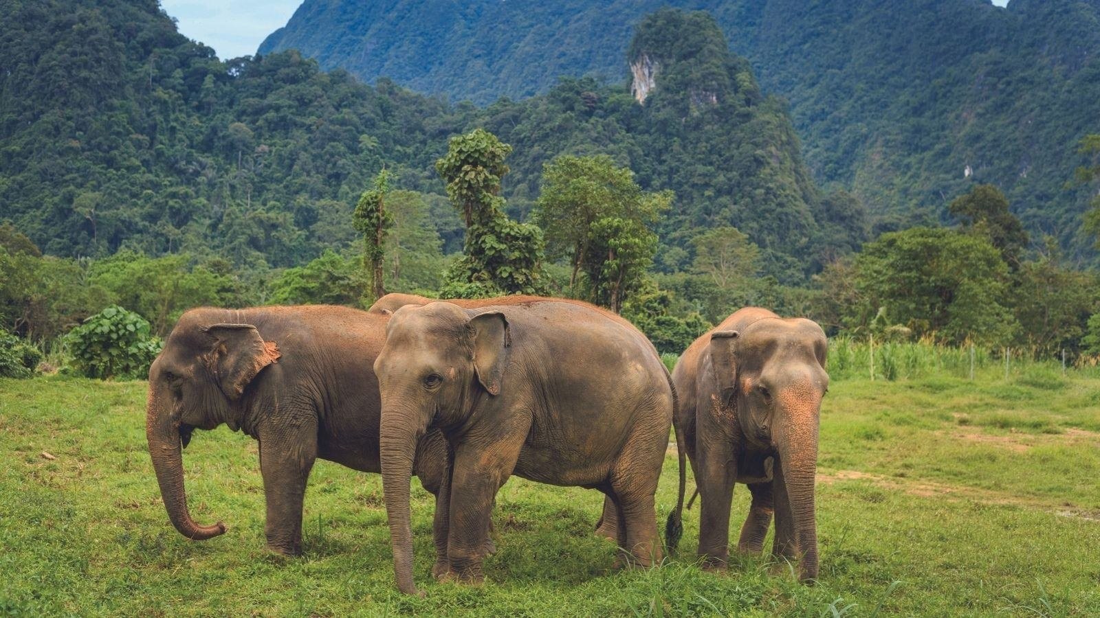 Elephant Hills