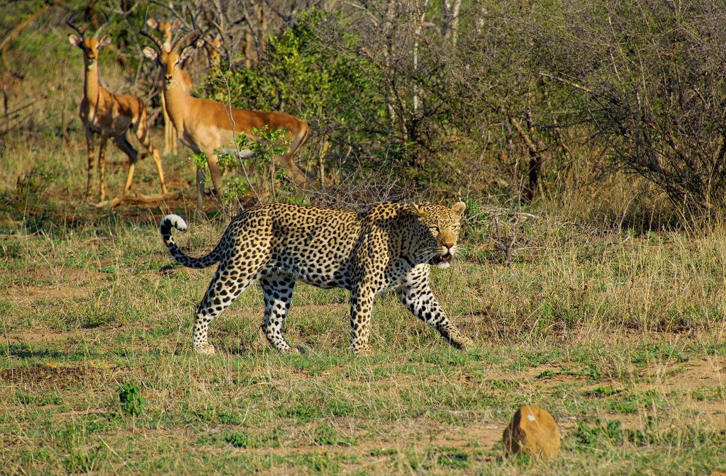 Amazing South Africa Journeys: 9 Nights Blue Train & Guided Garden Route 2 514343853 2497557553930595 4243559517965086404 n 1 Louise and Scott at Hays Travel