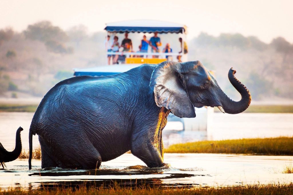 Luxury Safari